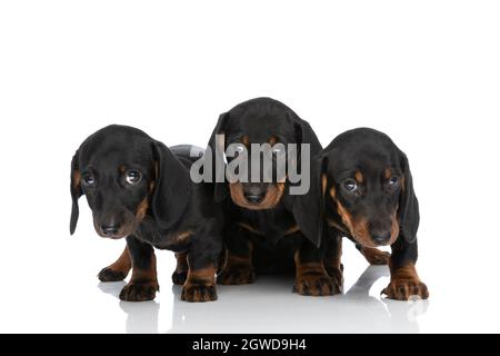 family of three little teckel dachshund dogs being shy and looking around in studio against white background Stock Photo