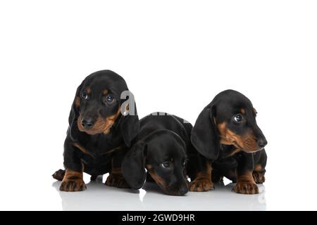 cute small family of three teckel dachshund dogs sniffing and looking away on white background in studio Stock Photo