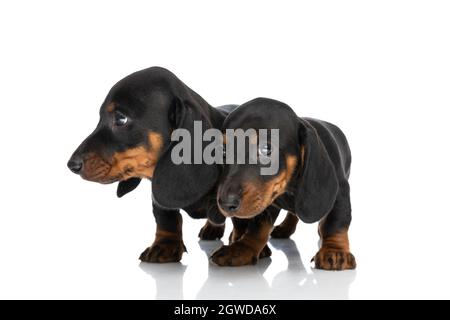 what happened to deiter the weiner dog