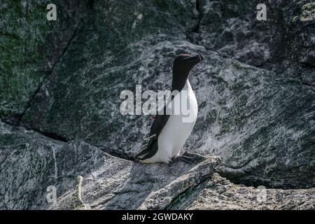 RUNDE, NORWAY - 2020 JUNE 19. Single Razorbill (Alca torda) standing on a cliff at Runde bird Island. Stock Photo