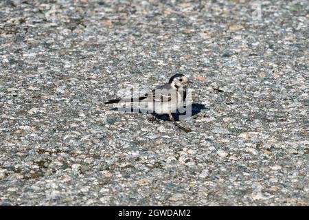 RUNDE, NORWAY - 2020 JULY 23. A white wagtail (Motacilla alba) perched on a rock. Stock Photo