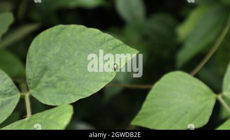 Close up of a tiny metallic green beetle on the top the wild leaf Stock Photo