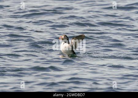 RUNDE, NORWAY - 2020 JUNE 19 Puffin on open water at Runde. Stock Photo