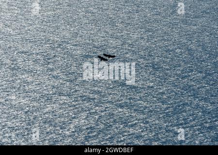 RUNDE, NORWAY - 2020 JULY 23. White-tailed eagles in silhouette playing in the air above the sea. Stock Photo