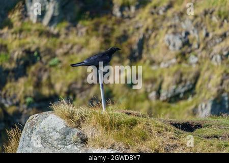 RUNDE, NORWAY - 2020 JULY 23 Black raven standing on the post sign at Runde Island. Stock Photo