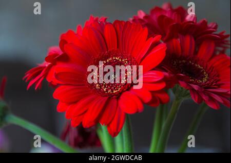 Close-up of the flowers of the Gerbera Stock Photo