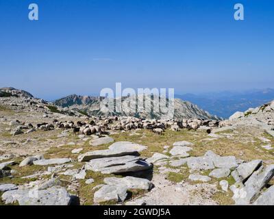 Flock of goats on the Monte Rotondo plateau, Corsica, France. Stock Photo