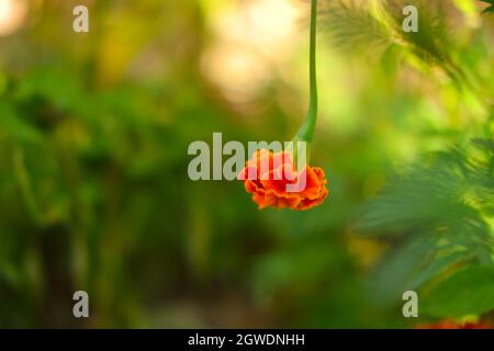 Orange Marigold Flower Upside Down at Garden in Autumn Stock Photo