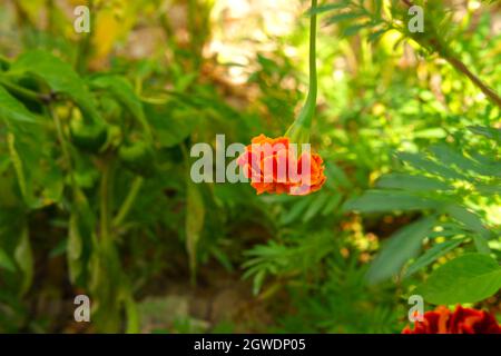 Orange Marigold Flower Upside Down at Garden in Autumn Stock Photo