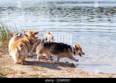 Several Happy Welsh Corgi Dogs Playing And Jumping In The Water On The Sandy Beach