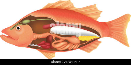 Anatomy of a Fish Stock Vector