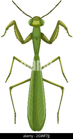 Green mantis or grasshopper isolated on white background Stock Vector