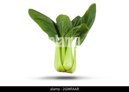 Pak choi (shanghai bok choy) chinese vegetable isloated on a white background Stock Photo