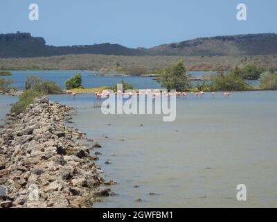 Flamingo's foraging in a salt pan on the tropical island of Curacao Stock Photo