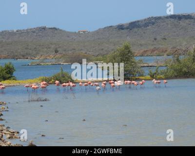 Flamingo's foraging in a salt pan on the tropical island of Curacao Stock Photo