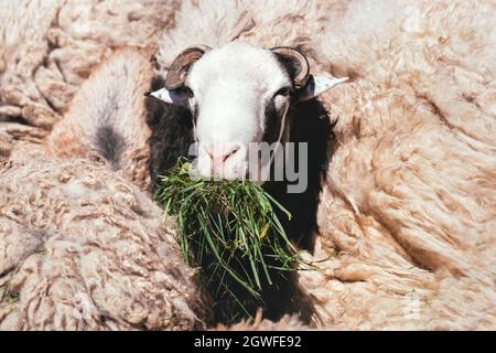 Portrait of one black and white sheep eating green grass on the background of the flock. Soft fluffy wool. The main focus is on the ram in the center. Stock Photo