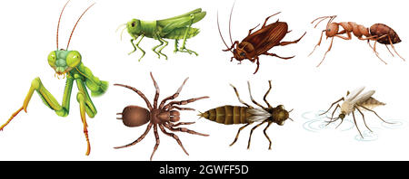 Set of different kinds of insects illustration Stock Vector Image & Art ...