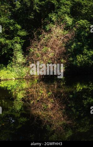 Landscape with sunlit small dry tree by the lake with reflection in water, Tiergarten park, Berlin, Germany. Stock Photo