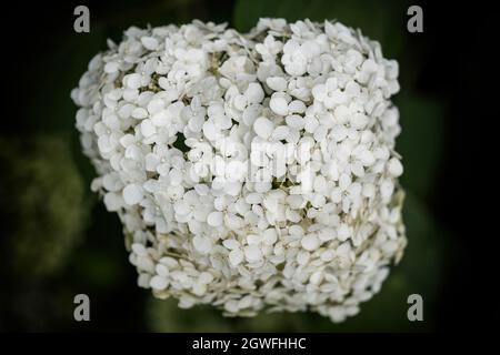 Hydrangea arborescens white flowers, common names: smooth hydrangea, wild hydrangea, sevenbark, deciduous shrub in the family: Hydrangeaceae, native r Stock Photo