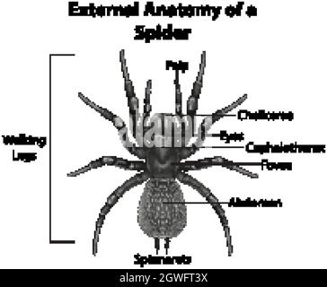 External Anatomy of a Spider on white background illustration Stock ...