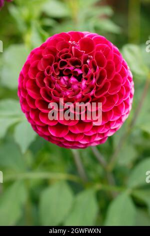 Dahlia 'Amy Cave', small ball dahlia. UK Stock Photo