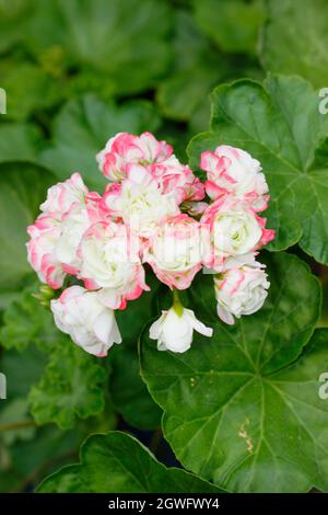 Pelargonium ‘Appleblossom Rosebud', zonal pelargonium flowers in September. UK Stock Photo