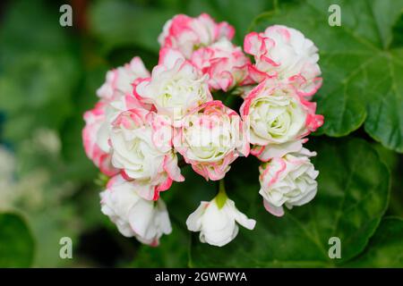 Pelargonium ‘Appleblossom Rosebud', zonal pelargonium flowers in September. UK Stock Photo