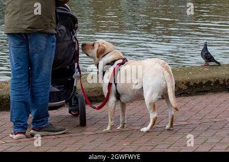 At the quayside in St Ives, Cambridgeshire, a  Labrador dog looks up enquiringly at it's owner while a pigeon looks on quizzically Stock Photo