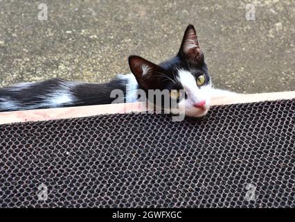 cute black and white cat domestic cat,india Stock Photo