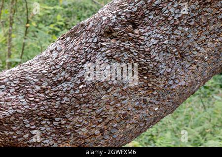 Tree trunk with copper and silver coins hammered in for luck and healing - a wish money tree Stock Photo