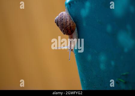 A snail descends a large blue pot Stock Photo