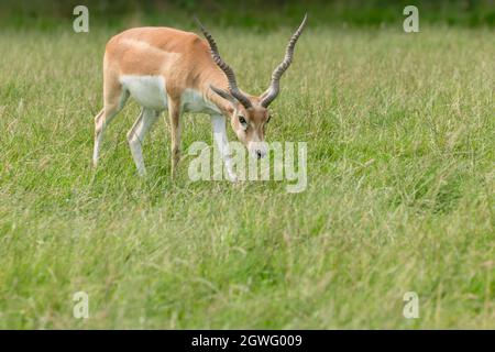 Juvenile tan male blackbuck antelope with ringed horns grazing grass Stock Photo