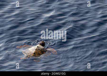 baby newborn caretta turtle near sea surface for breathing in mediterranean