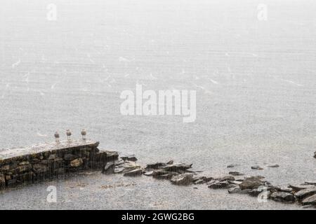 Three juvenile herring gulls, Larus argentatus, standing on a small jetty during a heavy rainstorm on the island of Yell, Shetland Islands. Stock Photo