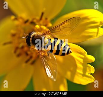 A bee is sitting on a yellow blossom. The name of the flower is girl's eye , Coreopsis. Stock Photo