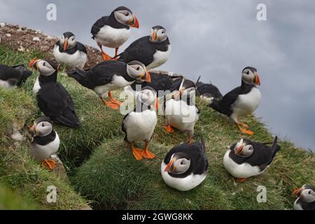 Huge colonies of Atlantic puffins breeding on the cliffs of the Mykines Island, Faroe Islands Stock Photo