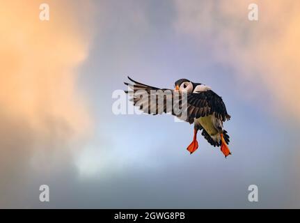 Stunning shots of Atlantic puffins in flight landing on and taking off from  the cliffs of the Mykines Island, Faroe Islands Stock Photo