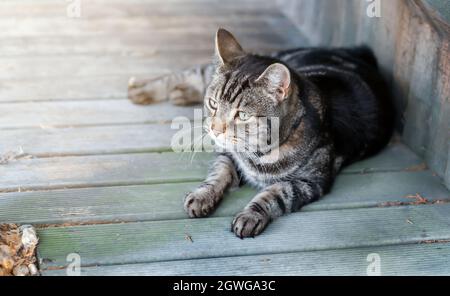 Close up of a tabby cat lying on a wooden decking in the garden, UK. Stock Photo