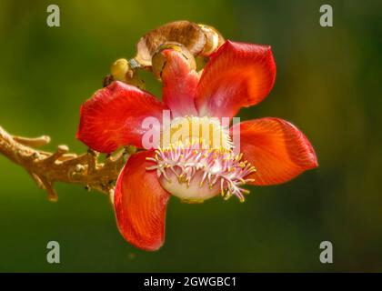 Cannonball tree flower, Costa Rica Stock Photo