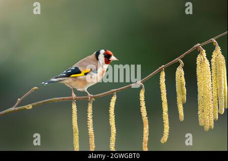 Close up of a Goldfinch (Carduelis carduelis) perched on a hazelnut tree with catkin, UK. Stock Photo