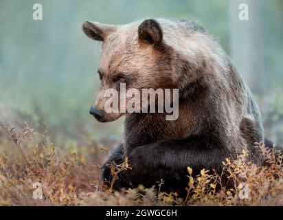 Close up of Eurasian Brown bear in forest, autumn in Finland. Stock Photo