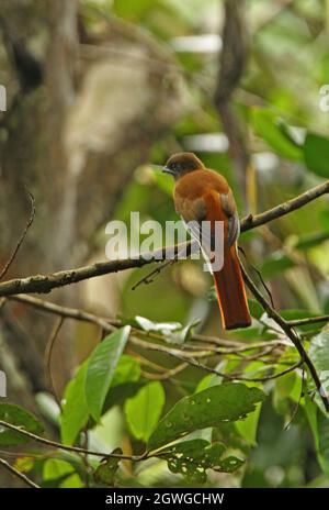 Malabar Trogon (Harpactes fasciatus fasciatus) adult female perched on branch Sinharaja forest, Sri Lanka           December Stock Photo