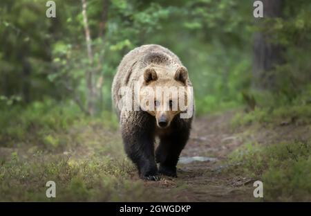 Close up of an Eurasian Brown bear in forest, Finland. Stock Photo