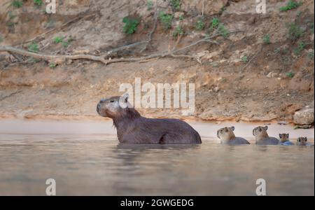 Close-up of a family of Capybaras in water, South Pantanal, Brazil. Stock Photo