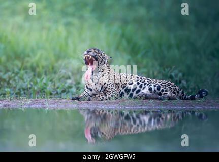 Close up of a Jaguar yawning on a river bank, Pantanal, Brazil. Stock Photo