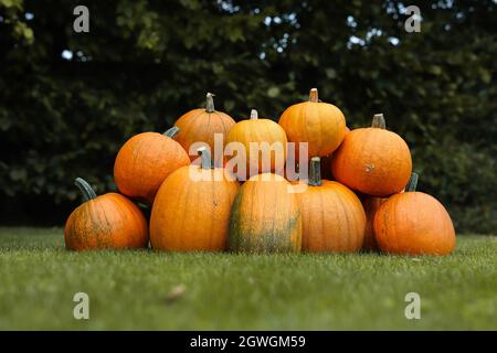 Arrangement of Pumpkins into Pyramid. Orange Cucurbita Pepo in Green Garden. Group of Cultivated Vegetable Outside. Stock Photo