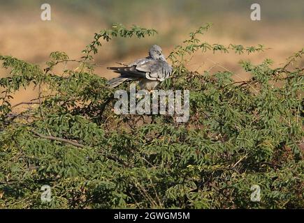 Pallid Harrier (Circus macrourus) adult male perched on top of bush Gujarat, India              November Stock Photo