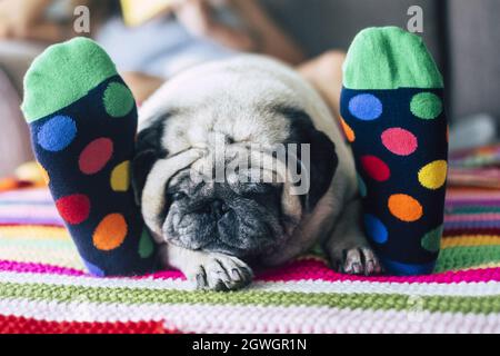 pugs sleeping under covers