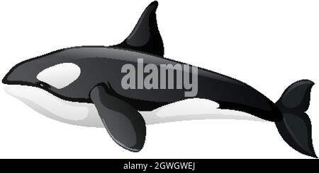 One orca whale on white background Stock Vector