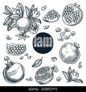 Pomegranate, grains, seeds and fruits on branch, isolated on white background. Vintage tropical design elements set. Hand drawn sketch vector illustra Stock Vector